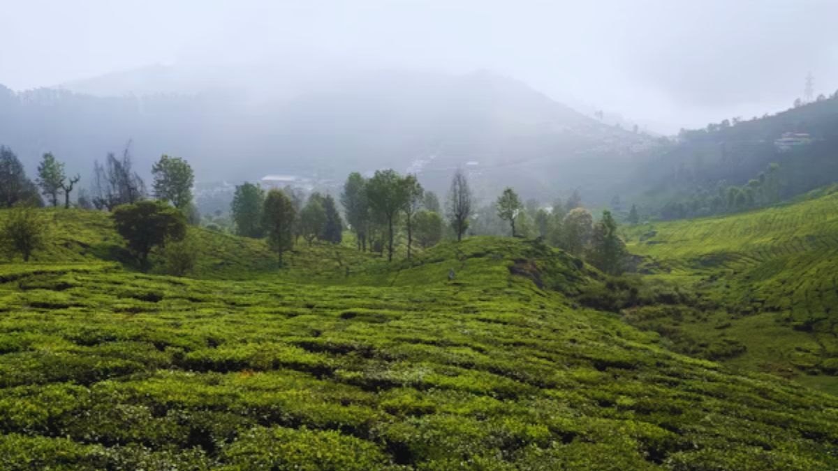 “Lush tea gardens of Palampur with cloudy skies in July”