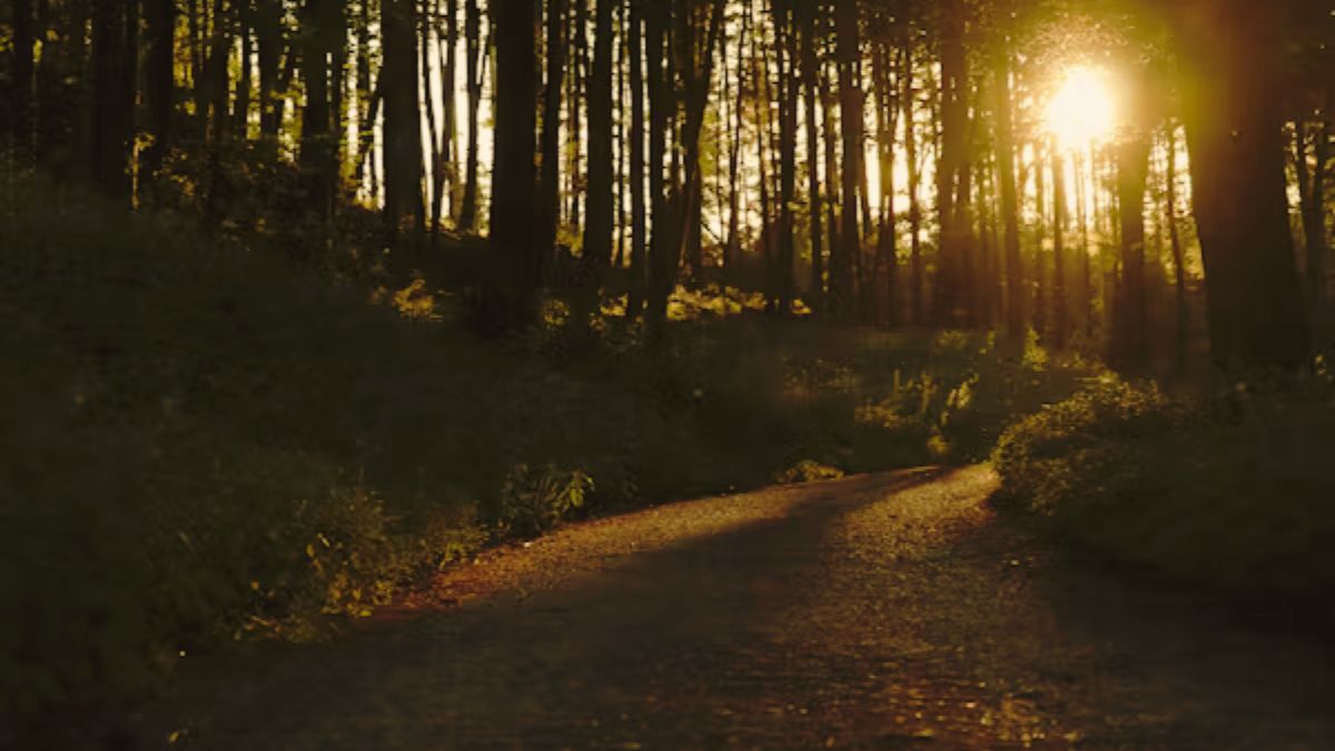 “Eerie pine forest in Chail, Himachal Pradesh at sunset”