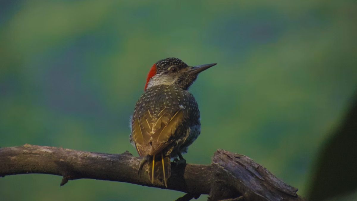  "National Parks in Himachal Pradesh" Himalayan Monal bird in its natural habitat in Himachal Pradesh national park