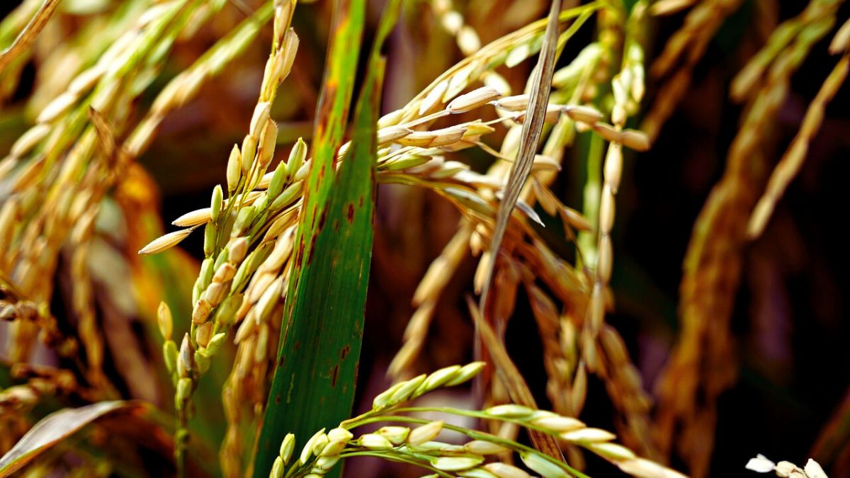 Golden rice terraces in Uttarakhand before harvest season