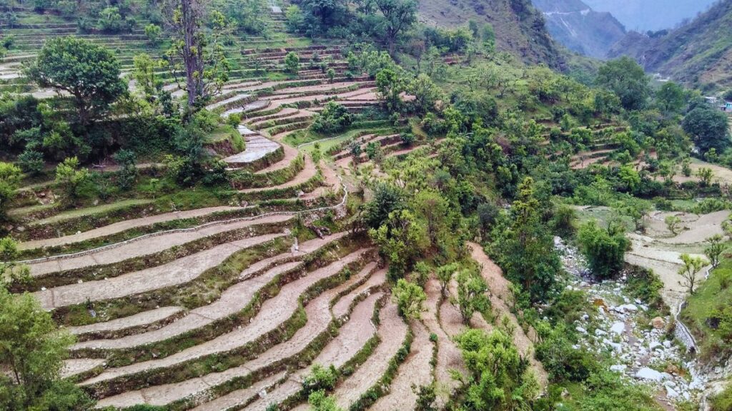 Golden Terraces in Uttarakhand glowing under morning sunlight with Himalayan peaks