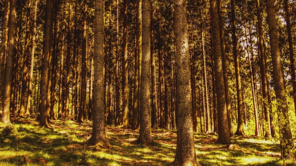 Golden Terraces in Mukteshwar Uttarakhand surrounded by pine forests