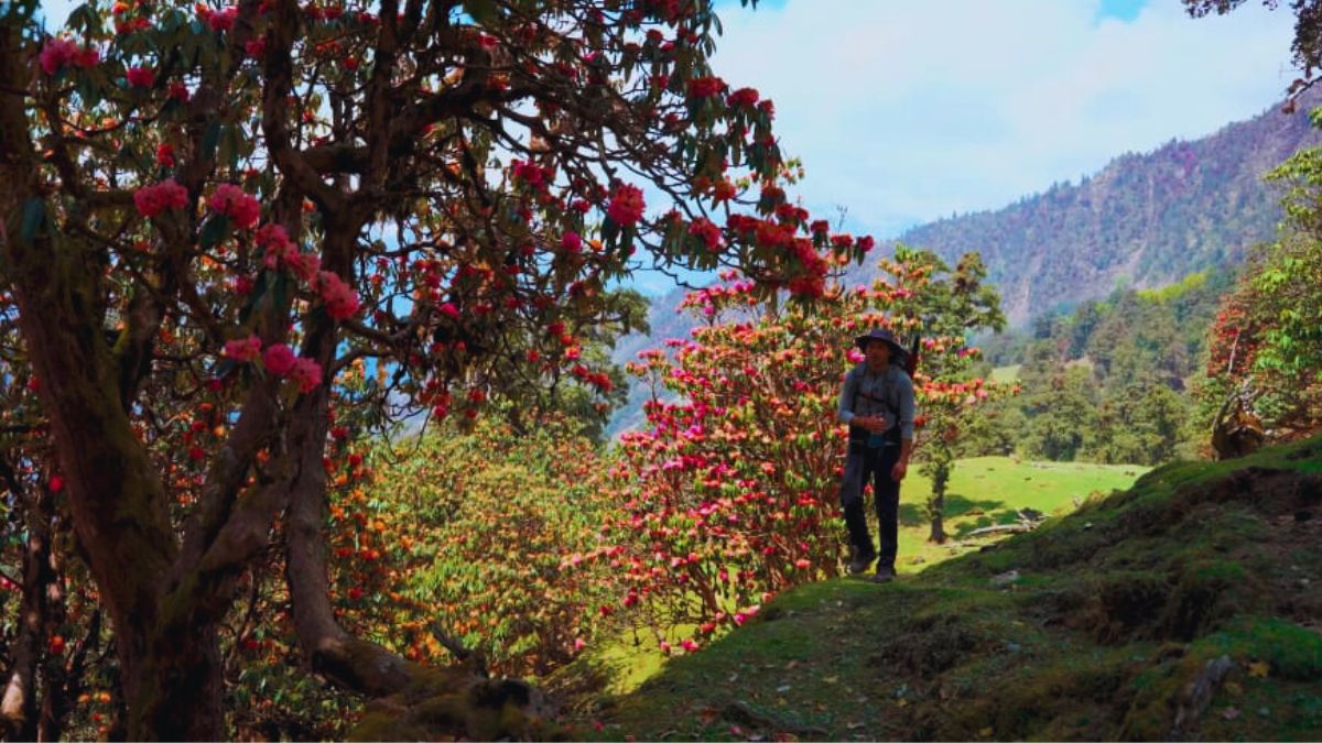 Rhododendrons blooming in Uttarakhand in spring